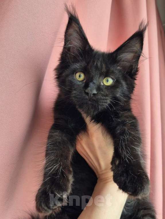 Кошки в Санкт-Петербурге: Мейн кун Nala Девочка, Бесплатно - фото 1