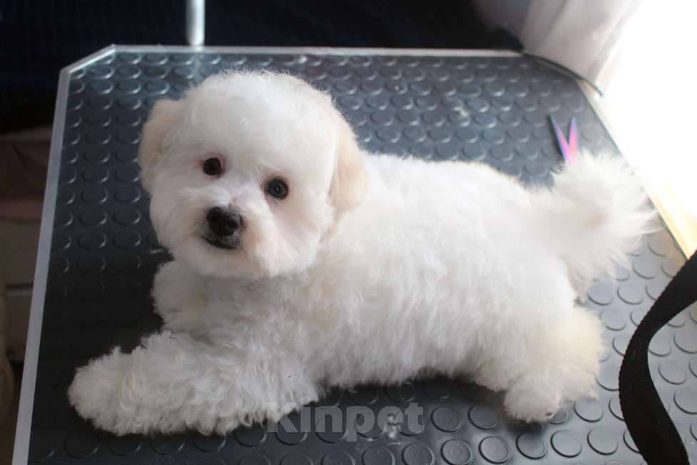 Собаки в Нижнем Новгороде: Щенок. Документы РКФ Мальчик, 70 000 руб. - фото 6