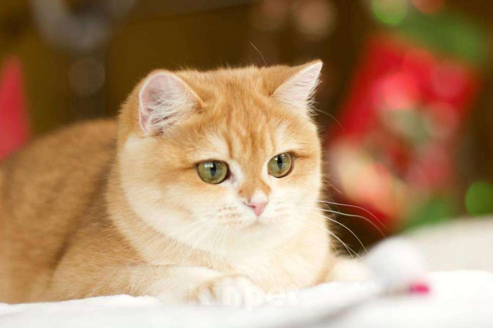 Кошки в Москве: Британский котенок Петунья Девочка, 70 000 руб. - фото 8