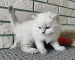 Кошки в Новосибирске: Котик блю табби Мальчик, Бесплатно - фото 1