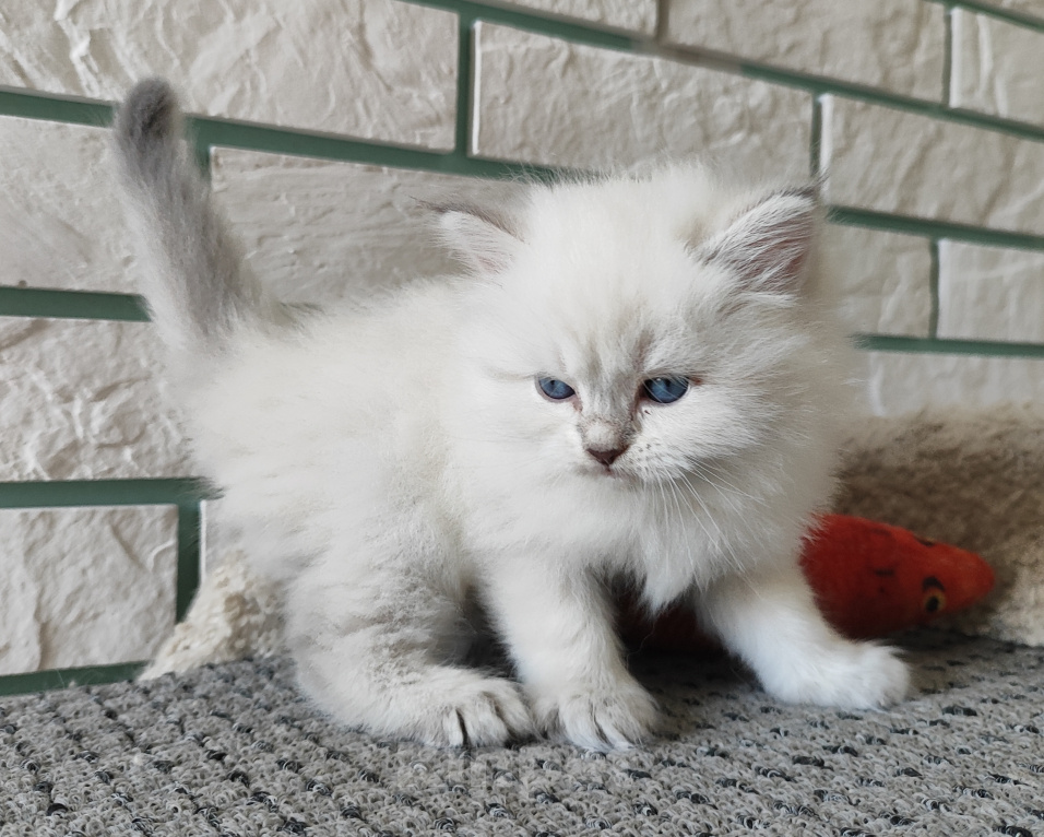 Кошки в Новосибирске: Котик блю табби Мальчик, Бесплатно - фото 1