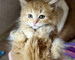 Кошки в Звенигороде: Очаровательный рыжий котенок ищет дом семью Мальчик, Бесплатно - фото 3