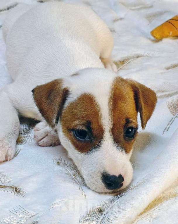 Собаки в других городах Московской области: Девочка Парсон Рассел терьера Девочка, 45 000 руб. - фото 3