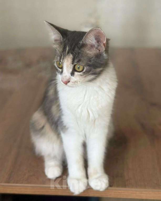 Кошки в Москве: Пушистая Нонна ищет дом  Девочка, Бесплатно - фото 2