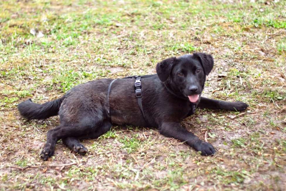 Собаки в Москве: Мини-лабрадор Акулина Девочка, Бесплатно - фото 3