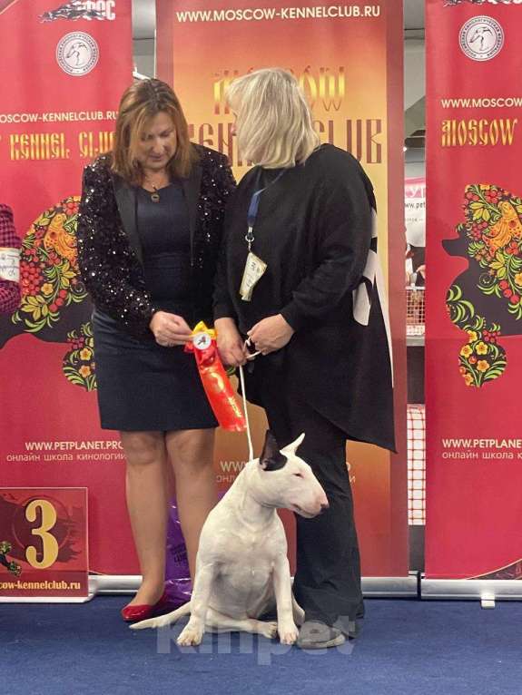 Собаки в Москве: Бультерьер Марфа Девочка, 150 000 руб. - фото 3