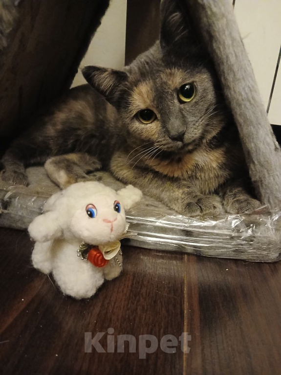 Кошки в Жуковском: Наша Глаша Девочка, Бесплатно - фото 3