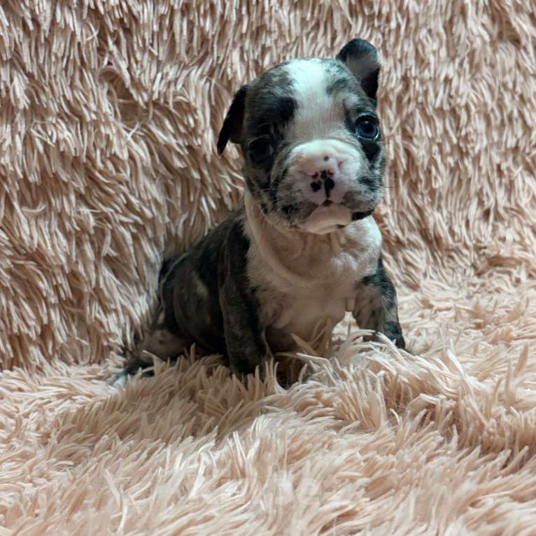 Собаки в Туле: Французский бульдог Мальчик, 25 000 руб. - фото 8