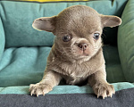 Собаки в Москве: Чихуахуа мальчик красавчик Мальчик, Бесплатно - фото 2