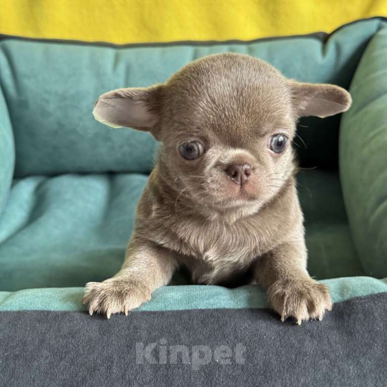 Собаки в Москве: Чихуахуа мальчик красавчик Мальчик, Бесплатно - фото 2