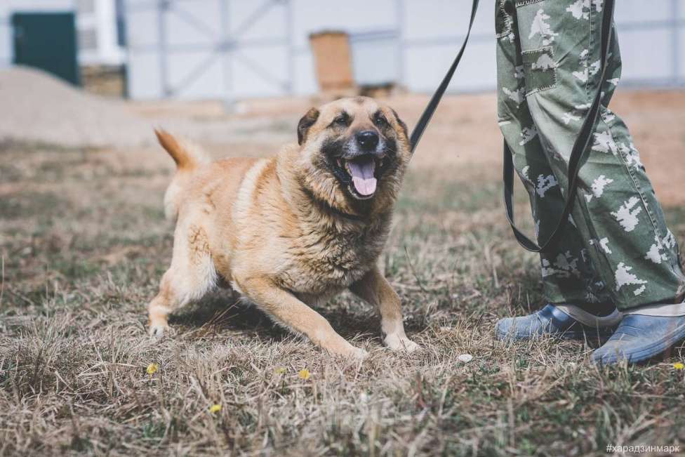 Собаки в Москве: Пыжик Мальчик, Бесплатно - фото 5