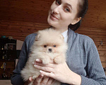 Собаки в Москве: Померанский шпиц -мишка крем и белые, 60 000 руб. - фото 3