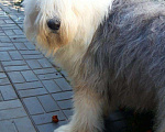 Собаки в Ижевске: Бобтейл кобель вязка Мальчик, 100 руб. - фото 2