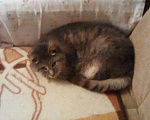 Кошки в Камызяке: У кошечки умерла хозяйка, Бесплатно - фото 2
