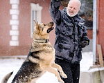 Собаки в Москве: Амур - метис ВЕО ищет дом, отличный компаньон и защитник Мальчик, 100 руб. - фото 7