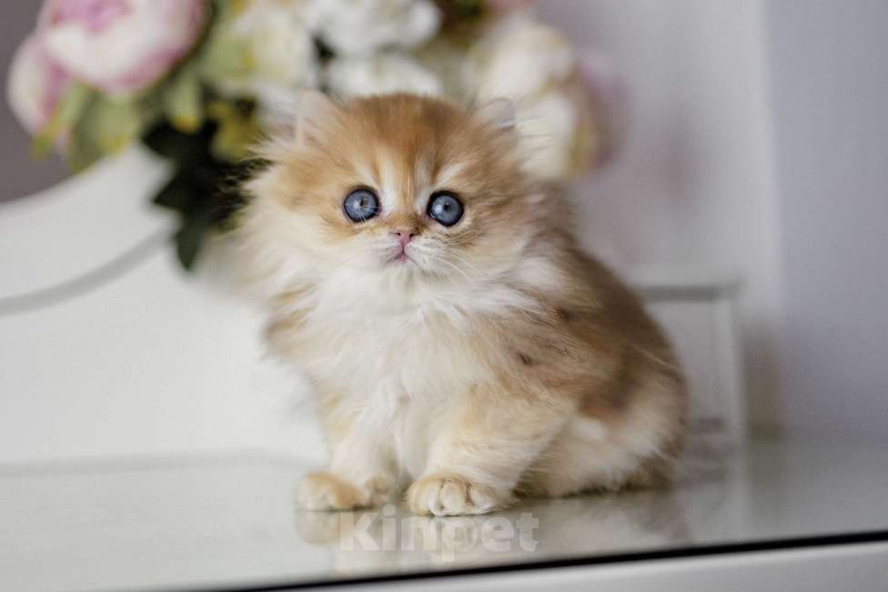 Кошки в Балашихе: Британская длинношерстная девочка Индика Девочка, 100 000 руб. - фото 4