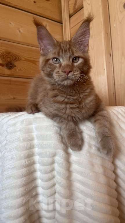 Кошки в Ярославле: Кот Мальчик, 45 000 руб. - фото 3