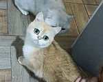 Кошки в Краснодаре: Шотландский котёнок золотая шиншилла Девочка, 10 000 руб. - фото 4