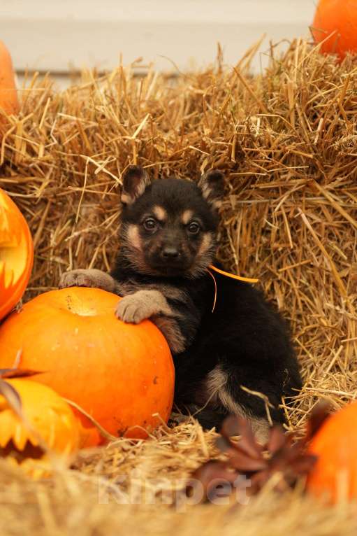 Собаки в Казани: ВЕО РКФ Девочка, 55 000 руб. - фото 5