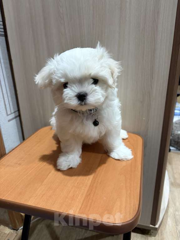 Собаки в Казани: Продам щенков Разнополые, 85 000 руб. - фото 5