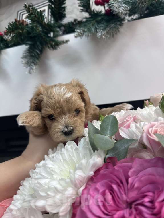 Собаки в других городах Ростовской области: Мальтипу мини Девочка, 150 000 руб. - фото 7