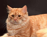Кошки в Москве: Сибирский пушистый рыжий кот Рич в добрые руки Мальчик, 1 руб. - фото 2