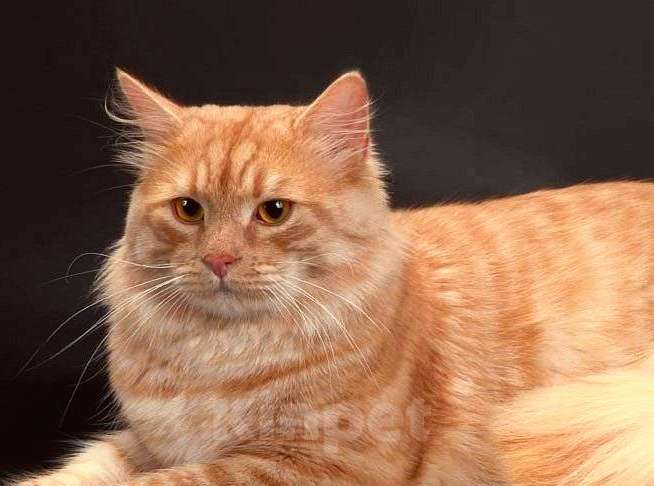 Кошки в Москве: Сибирский пушистый рыжий кот Рич в добрые руки Мальчик, 1 руб. - фото 2