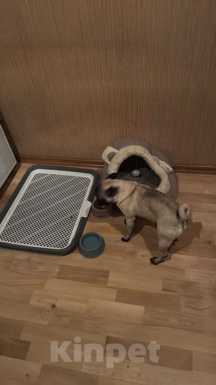 Собаки в Челябинске: Микки  Мальчик, 35 000 руб. - фото 2