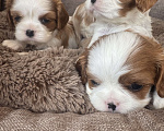 Собаки в Москве:  Кавалер Кинг Чарльз спаниель щенки  Мальчик, 60 000 руб. - фото 2