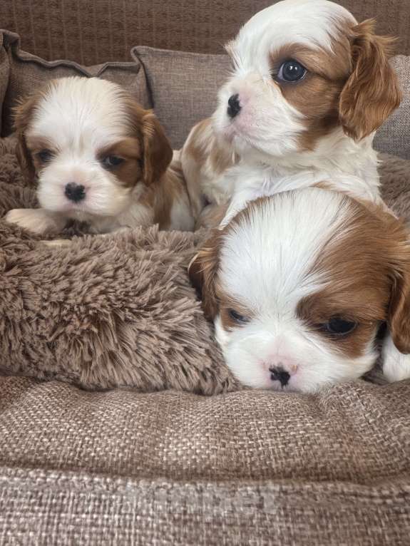 Собаки в Москве:  Кавалер Кинг Чарльз спаниель щенки  Мальчик, 60 000 руб. - фото 2