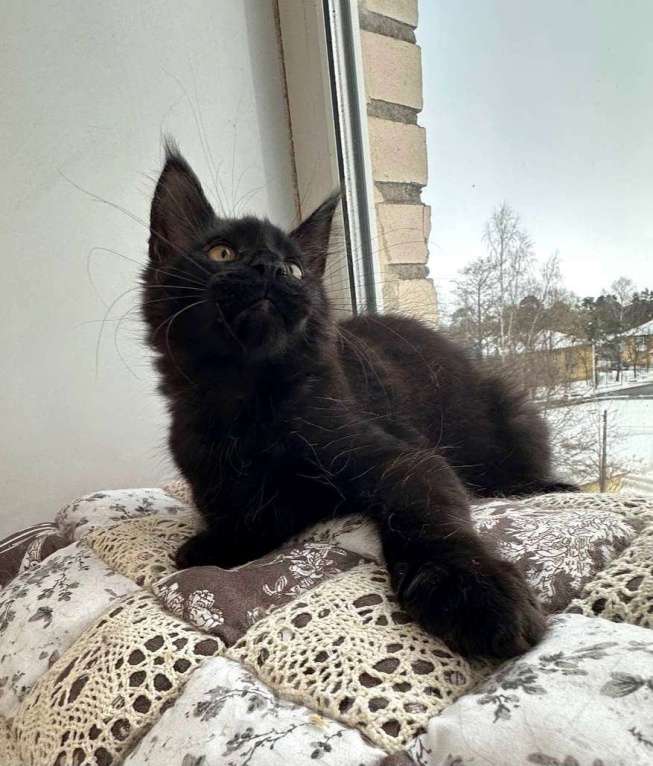 Кошки в Санкт-Петербурге: Продажа мейн-кун питомник Мальчик, 50 000 руб. - фото 4