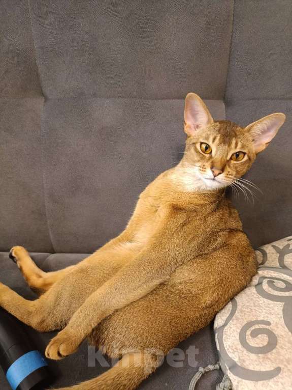 Кошки в Санкт-Петербурге: Абиссинская кошка Девочка, Бесплатно - фото 5