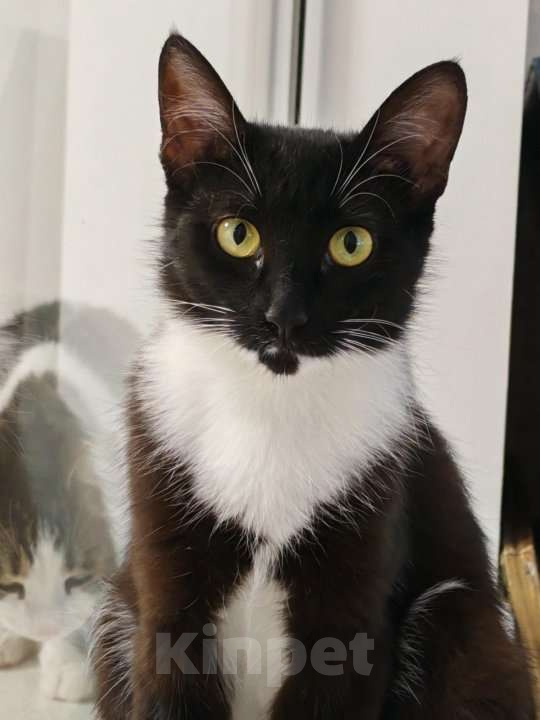 Кошки в Уфе: Жасмин Девочка, 500 руб. - фото 3