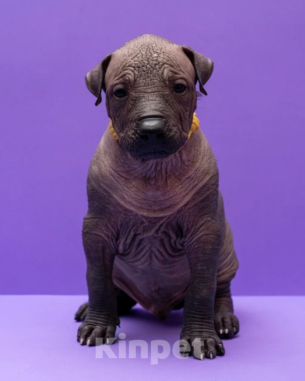 Собаки в Санкт-Петербурге: Ксолоитцкуинтли стандартный щенок  Мальчик, Бесплатно - фото 1