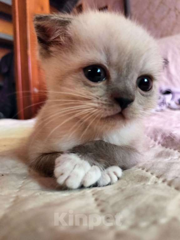 Кошки в Новороссийске: Мальчик вислоухихй Мальчик, 10 000 руб. - фото 8