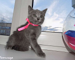 Кошки в Москве: Шотландский прямоухий котенок, девочка Девочка, 10 000 руб. - фото 2