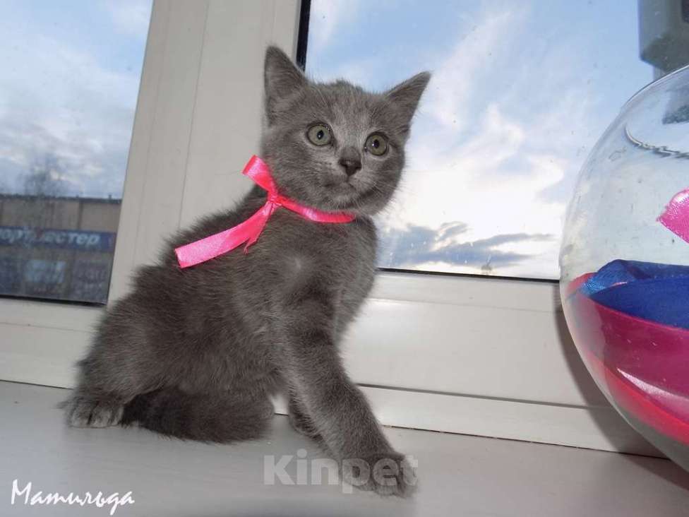 Кошки в Москве: Шотландский прямоухий котенок, девочка Девочка, 10 000 руб. - фото 2