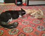 Кошки в Лобне: Вязка Мейн Кун Мальчик, 1 000 руб. - фото 6