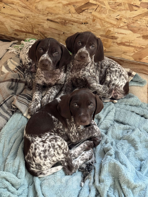 Собаки в Балашихе: Щенок курцхаара мальчик Мальчик, Бесплатно - фото 3