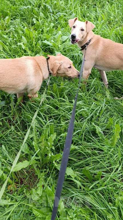 Собаки в Санкт-Петербурге: Две золотые королевишны ищут дом Девочка, Бесплатно - фото 4