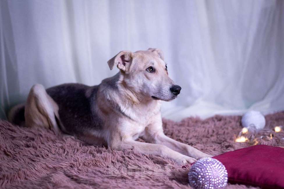 Собаки в других городах Московской области: Барри мальчик Мальчик, Бесплатно - фото 7