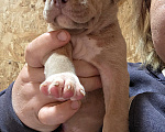 Собаки в Ростове-на-Дону: Американский булли Девочка, 500 000 руб. - фото 4