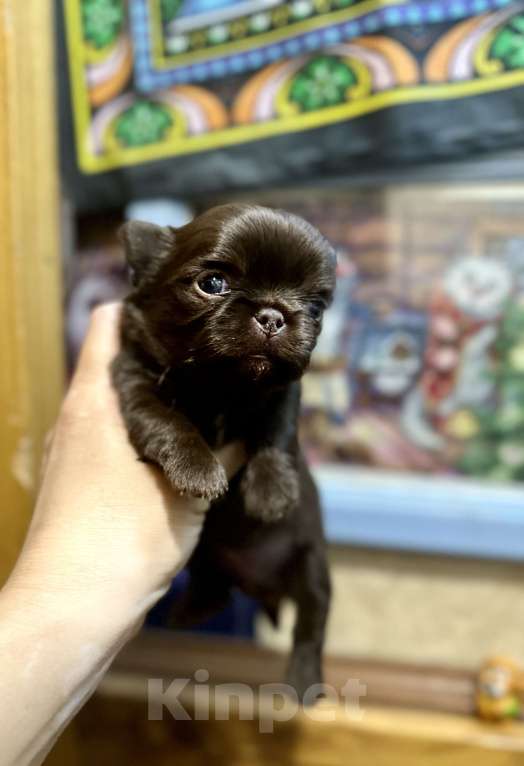 Собаки в Ростове-на-Дону: Чихуахуа Девочка, 50 000 руб. - фото 2