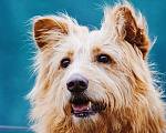 Собаки в Москве: Очень добрый и ласковый пес Дюк ищет дом Мальчик, 10 руб. - фото 1