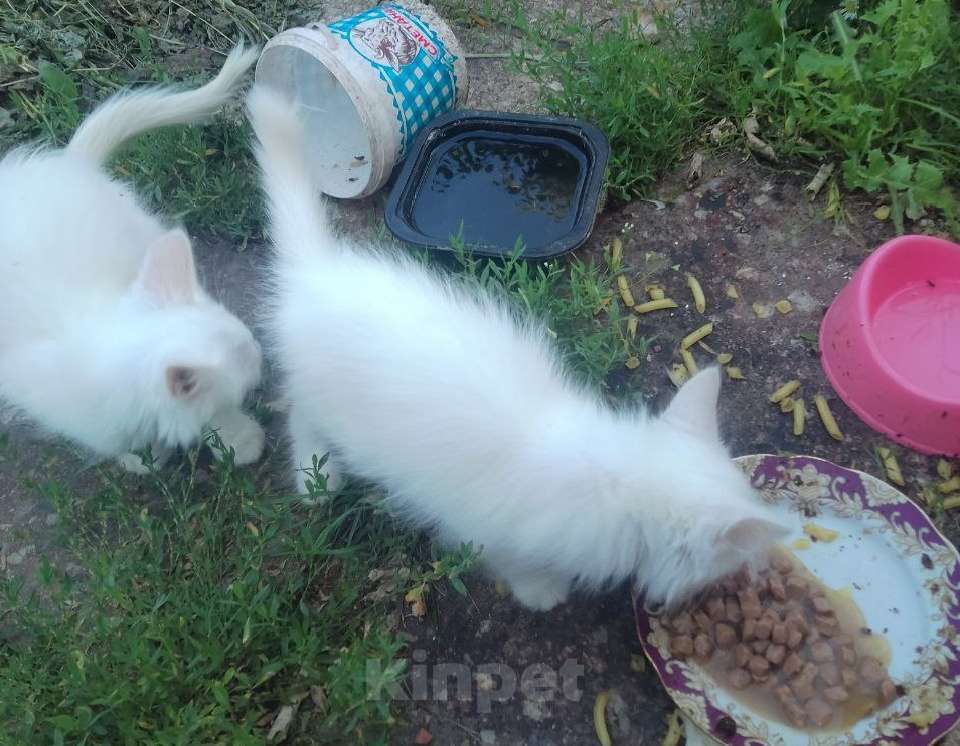 Кошки в других городах Московской области: Разного окраса  котята Девочка, Бесплатно - фото 2