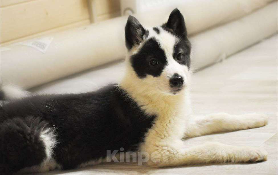 Собаки в Лосином-Петровском: Роберта якутенок ппбж Девочка, Бесплатно - фото 3