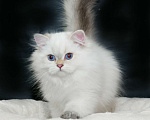 Кошки в Рыбинске: Британский длинношерстный мальчик 3 мес Мальчик, 30 000 руб. - фото 3
