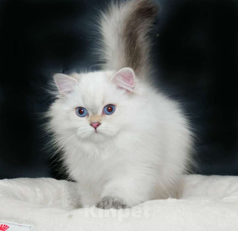 Кошки в Рыбинске: Британский длинношерстный мальчик 3 мес Мальчик, 30 000 руб. - фото 3