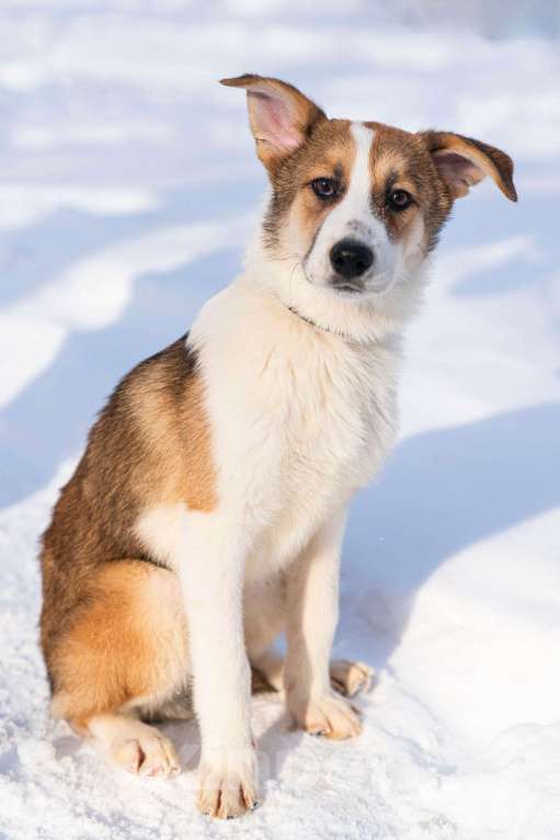 Собаки в Лосином-Петровском: Валдай якутенок прирожденный охранник Мальчик, Бесплатно - фото 3
