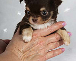 Собаки в Люберцах: Чихуахуа шоколадик Мальчик, 35 000 руб. - фото 1